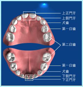 大牙牙齒|認識牙齒